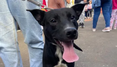 Feira de adoção de pets em Lajeado