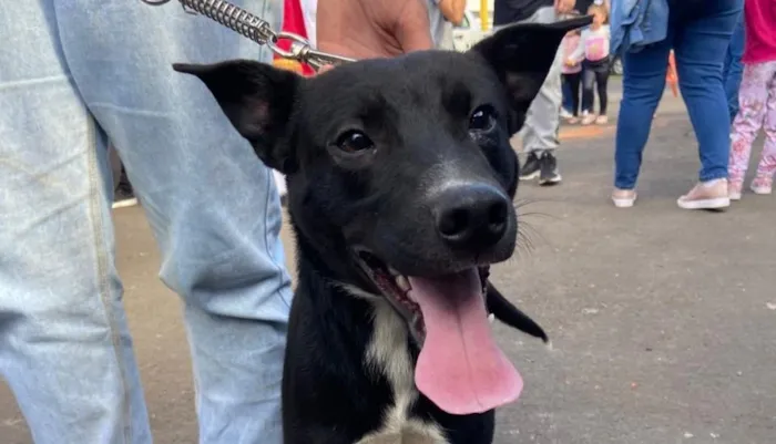 Feira de adoção de pets em Lajeado no dia 22 de outubro, das 10h, no Pavilhão de Eventos São Sebastião Mártir. Diversas atrações e animais para adoção.