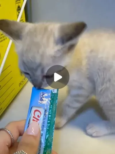 Adoção de cães e gatos em Jundiaí neste sábado