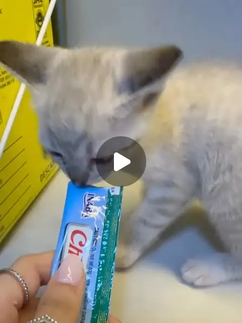 Feira de adoção responsável de cães e gatos em Jundiaí neste sábado, 10 de outubro, das 10h às 14h, na Cobasi. Entrevista para adoção responsável.