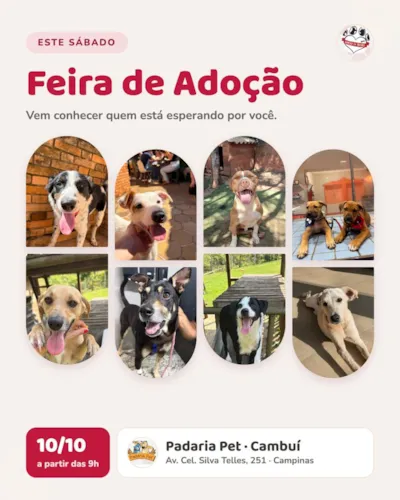 Feira de adoção de cães e gatos em Campinas