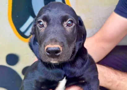 Feira de adoção de cães em Presidente Prudente
