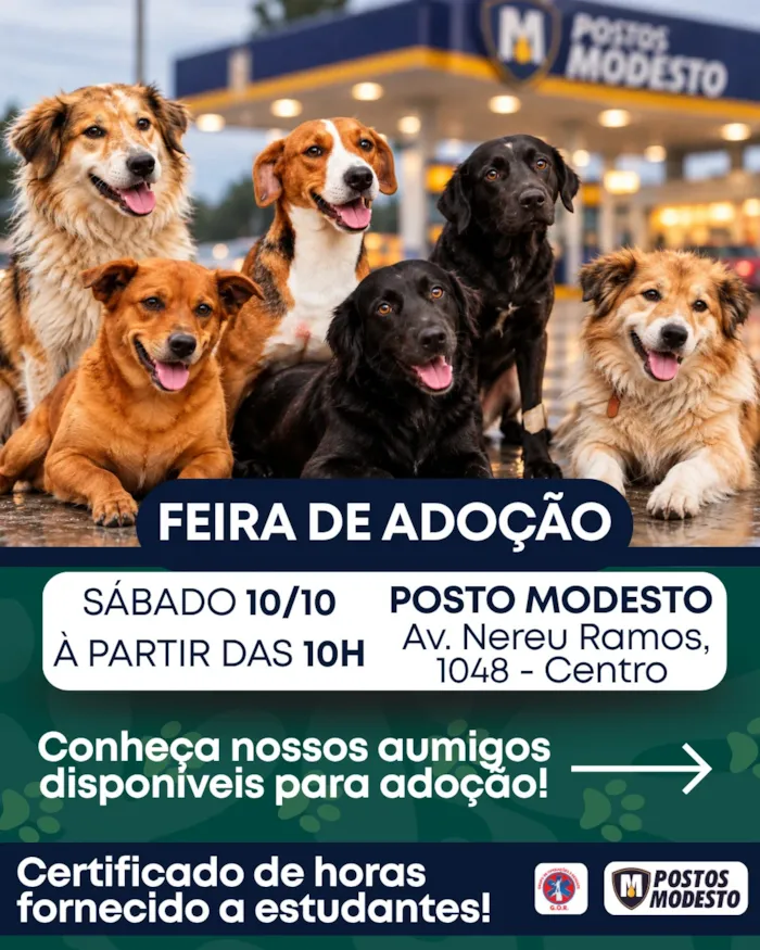 Cães e gatos esperam por adoção em Tijucas no dia 10 de outubro, a partir das 10h, incluindo animais vacinados e castrados.