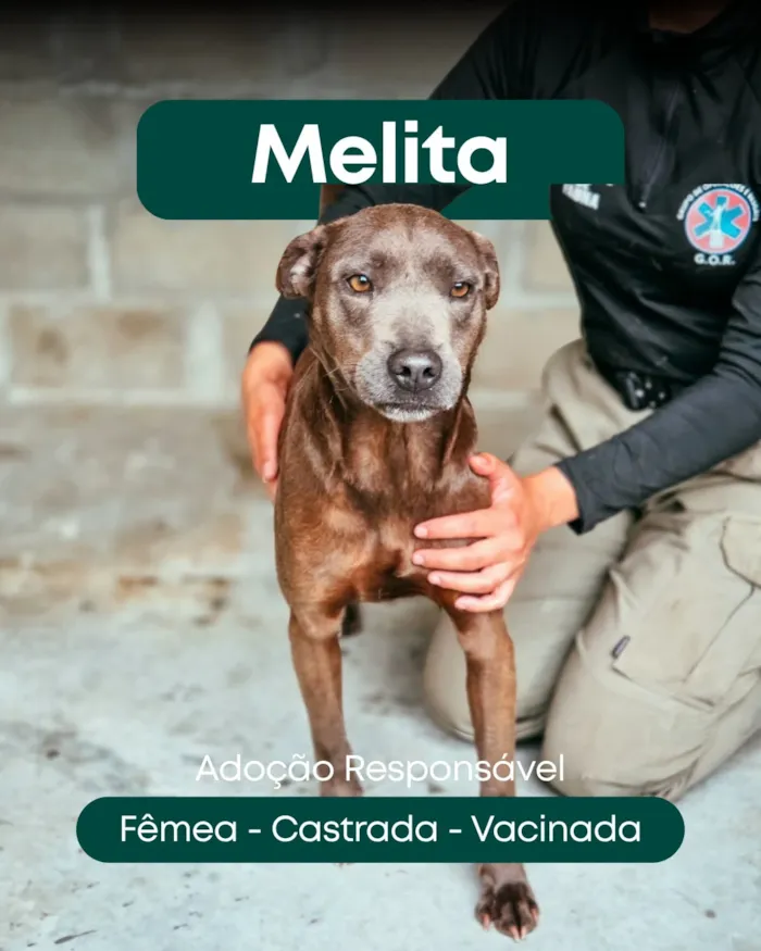 Feira de adoção em Tijucas reúne cães e gatos - imagem 2
