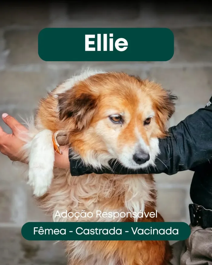 Feira de adoção em Tijucas reúne cães e gatos - imagem 3
