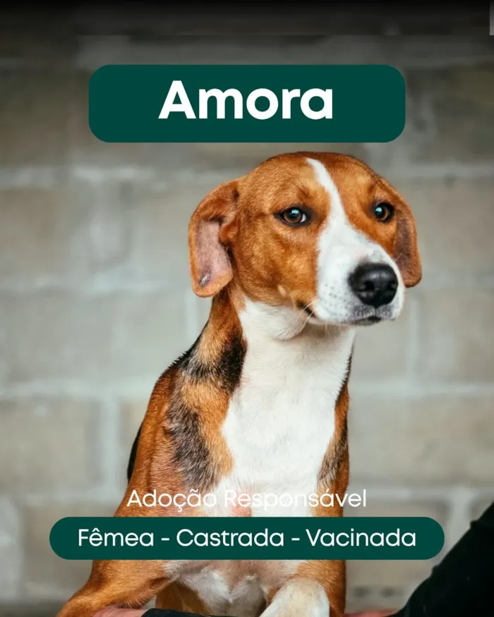 Feira de adoção em Tijucas reúne cães e gatos - imagem 7