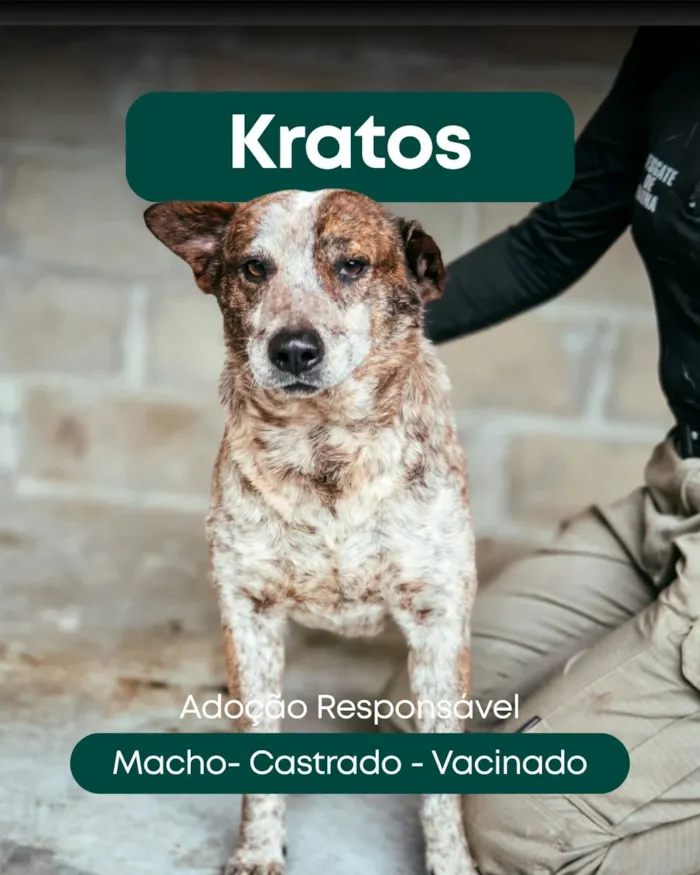 Feira de adoção em Tijucas reúne cães e gatos - imagem 9
