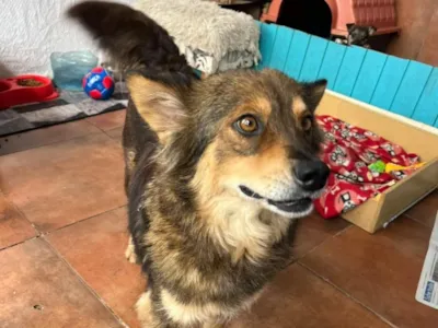 Evento para adoção de cães em Novo Hamburgo