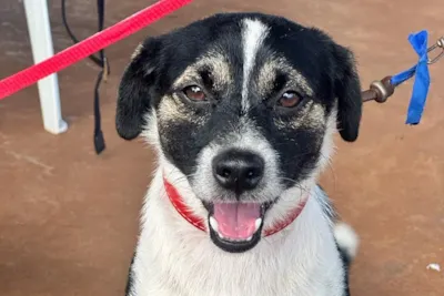 Feira de adoção de animais em Marechal Cândido Rondon