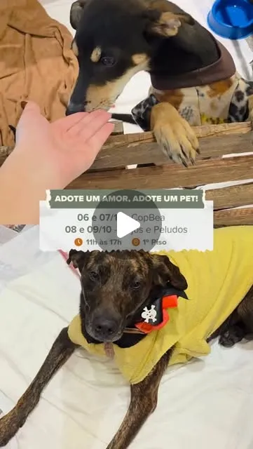 Feira de adoção de pets em Teresópolis Shopping