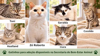 Feira de adoção de cães em São José do Rio Preto