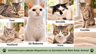 Feira de adoção de cães em São José do Rio Preto