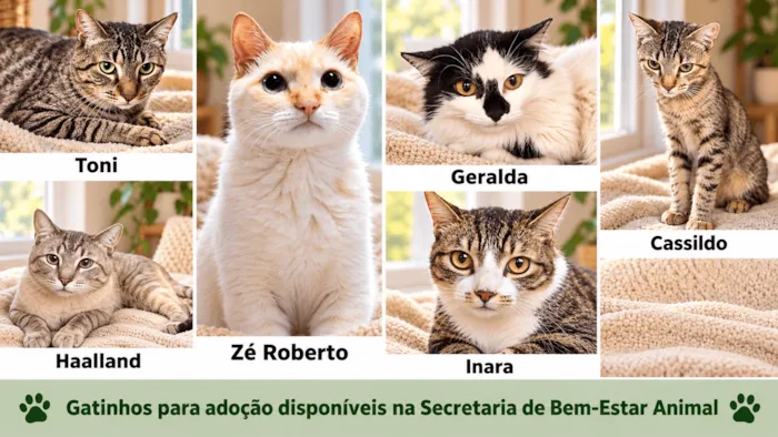 Feira de adoção em São José do Rio Preto acontece em 11 de outubro, das 9h às 12h, com cães, microchipagem e castração.