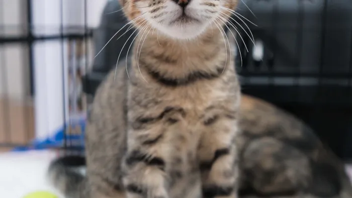 Feira de adoção pet no Rio de Janeiro ocorre em 10 e 17 de outubro, das 14h às 18h, com cães e gatos resgatados no West Shopping.