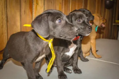 Feira de adoção responsável de animais em Navegantes