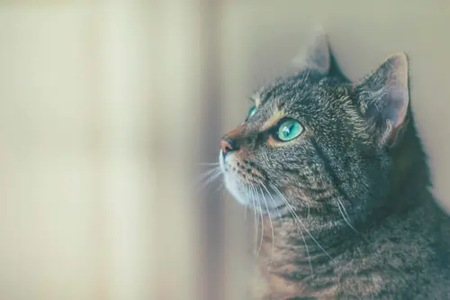 Mudança de casa com gato e cachorro: plano anti-estresse