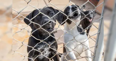 Feira de adoção de cães e gatos em Apucarana