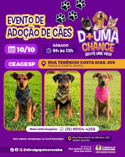 Evento de adoção de cães em Sorocaba neste sábado (10)