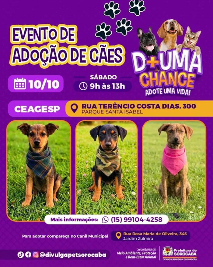 Evento de adoção de cães em Sorocaba neste sábado (10), das 9h às 13h, no CEAGESP. Adote um animal vacinado, castrado e microchipado. Saiba mais!