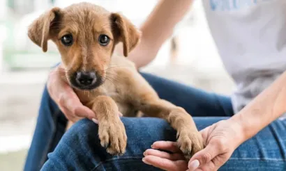 Feira de adoção de cães e gatos em Mauá neste sábado