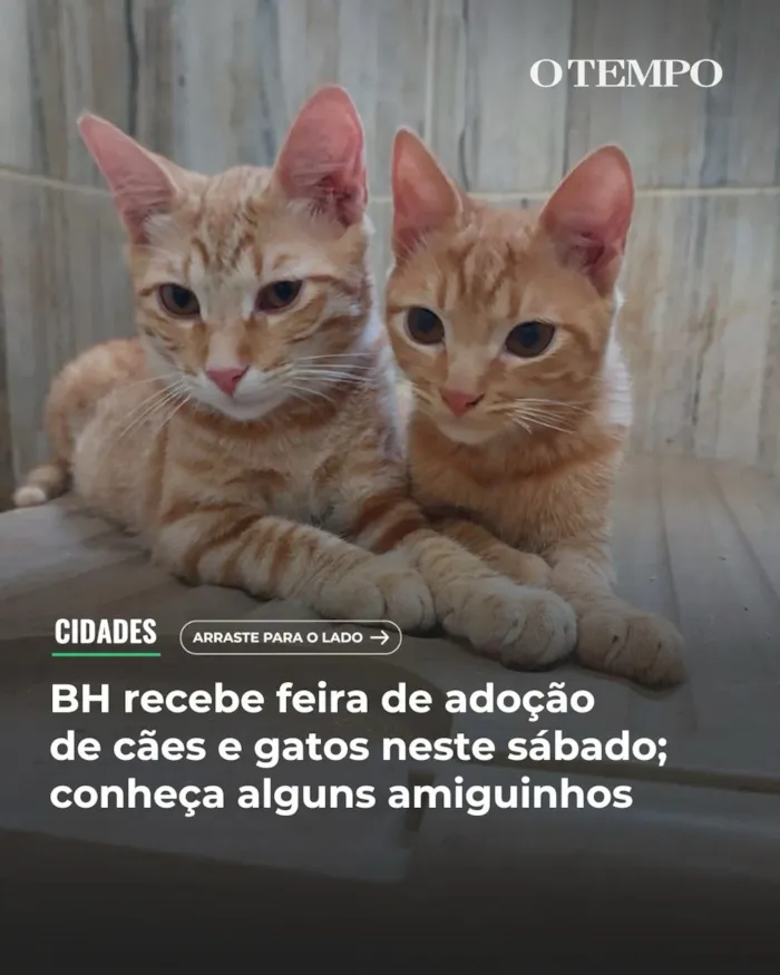 Feira de adoção de cães e gatos em Belo Horizonte neste sábado (10), das 10h30 às 17h. Cerca de 35 animais resgatados estarão disponíveis na Cobasi. Adote