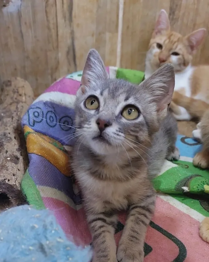 Feira de adoção de cães e gatos em Belo Horizonte neste sábado - imagem 2