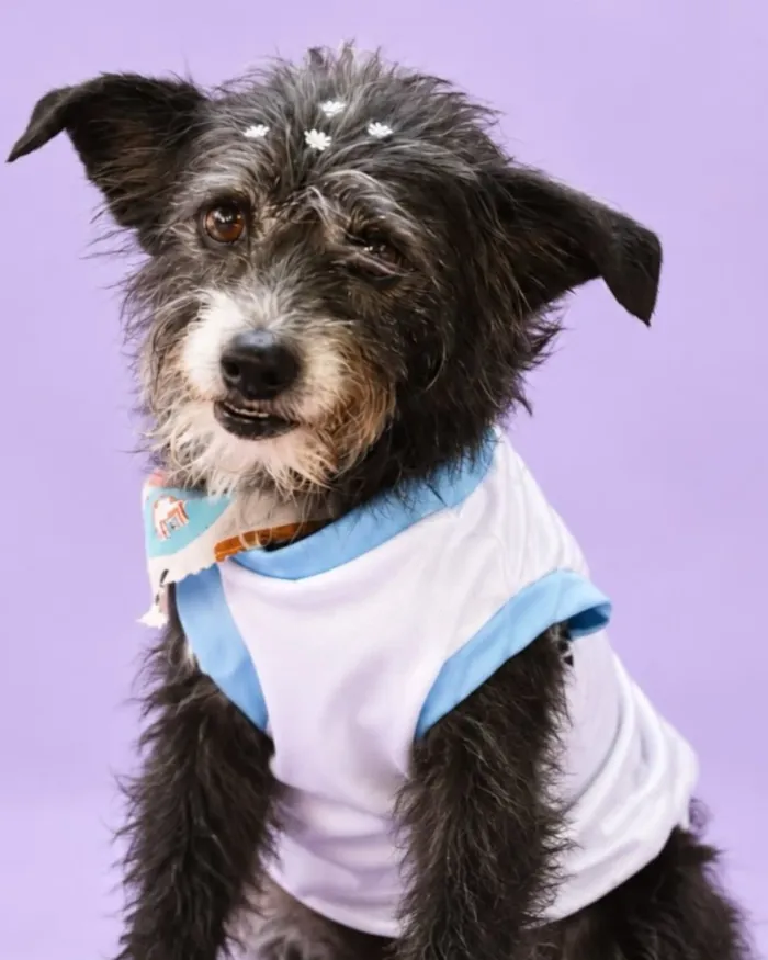 Feira de adoção de cães e gatos em Belo Horizonte neste sábado - imagem 3