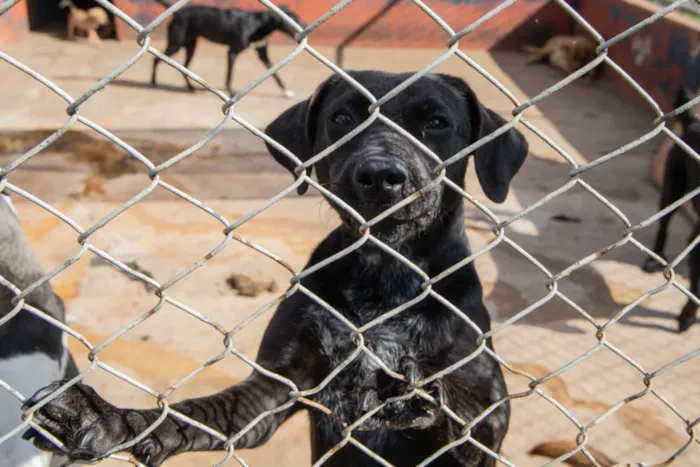 Feira de adoção em Apucarana acontece em 10 de outubro, das 9h às 13h, com cães e gatos vacinados, microchipados e castração gratuita.