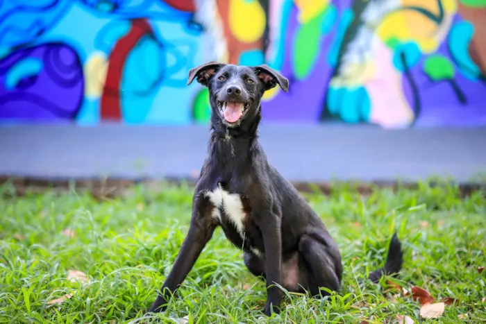 Feira de adoção em Ribeirão Preto acontece em 17 de outubro, das 9h às 13h30, com cães e gatos vacinados, vermifugados e microchipados.