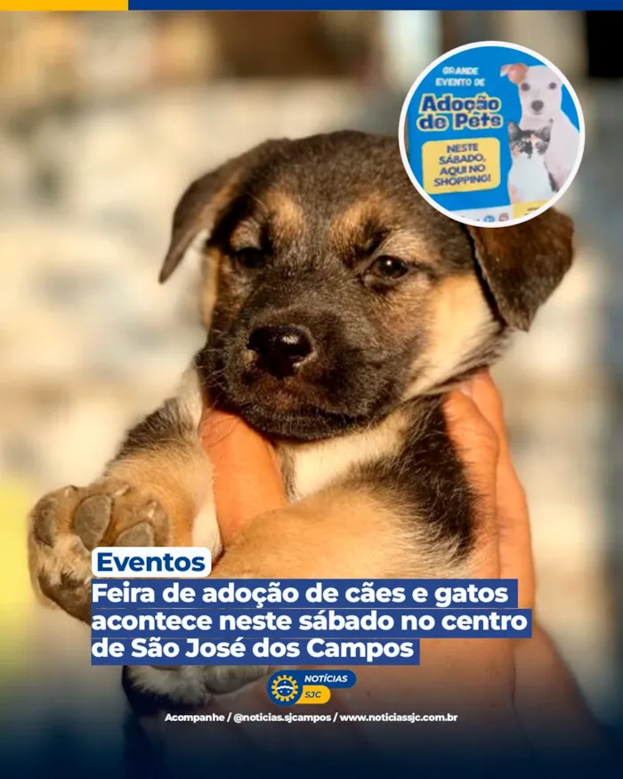 Cães e gatos resgatados estarão disponíveis em São José dos Campos em 10 de outubro, das 11h às 16h, no Shopping Centro São José.