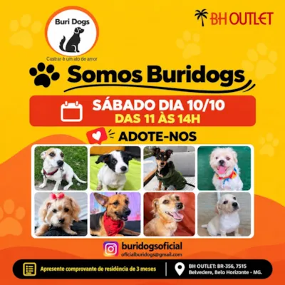 Feira de adoção em Belo Horizonte reúne cães