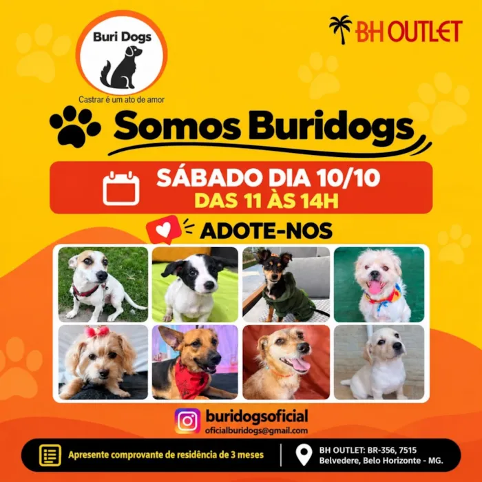 Feira de adoção reúne cães no BH Outlet, em Belo Horizonte, no sábado (10/10), das 11h às 14h. Conheça animais para adotar.