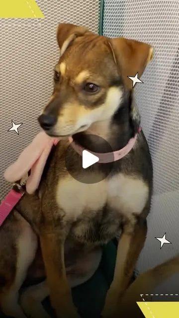 Seu Futuro Pet: feira de adoção em Fortaleza