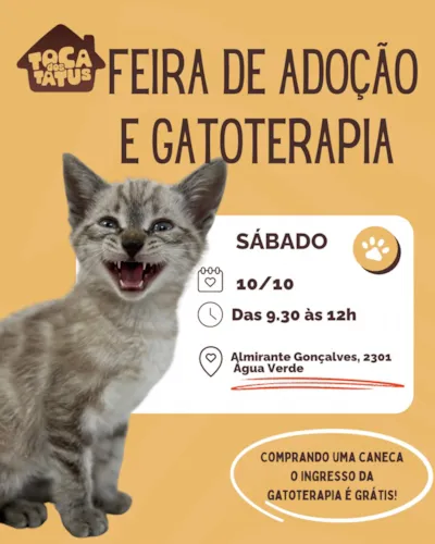 Feirinha de adoção de gatos e gatoterapia em Curitiba