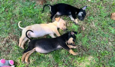 Feira de adoção de cães e gatos em Mogi das Cruzes