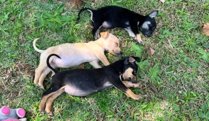 Feira de cães e gatos em Mogi das Cruzes acontece em 11 de outubro, das 9h às 12h, com animais avaliados e prontos para adoção.