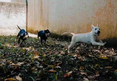 Feira de adoção de cães em São Bernardo do Campo