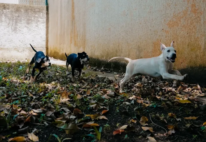 Feira de adoção de cães em São Bernardo do Campo neste sábado, 10 de outubro, das 10h às 15h. O CCZ organiza o evento com 11 animais vacinados