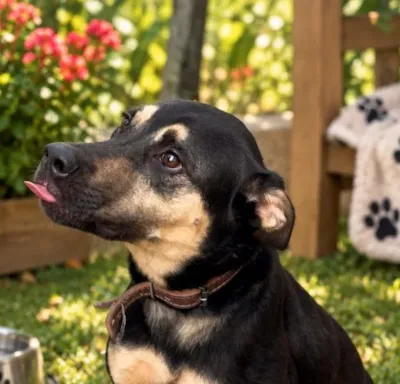 Feira de adoção de cães e gatos em Guarulhos neste sábado
