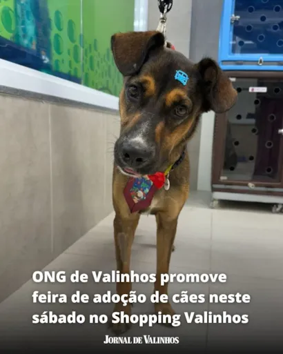 Feira de adoção de cães em Valinhos neste sábado no Shopping