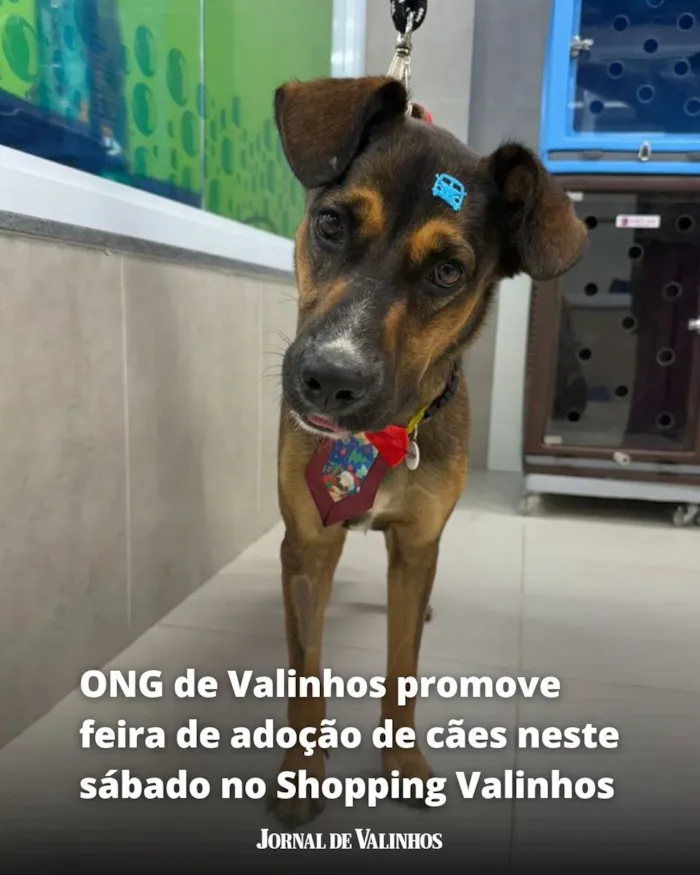 Feira de adoção de cães em Valinhos no sábado, 10 de Outubro, das 10h às 13h no Shopping Valinhos. Adote um filhote resgatado e colabore com a ONG