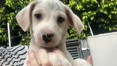 Feira de adoção em Campo Grande reúne cães e gatos