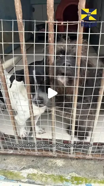 Cães e gatos aguardam novas famílias em Itajaí no dia 10 de outubro, das 8h às 17h, durante feira de adoção responsável.