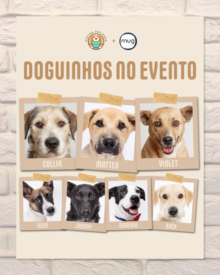 Feira de adoção em São Paulo: Dog Brunch na Mug - imagem 5