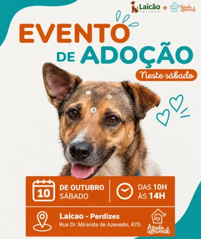 Evento de adoção de cães em São Paulo no Laicão