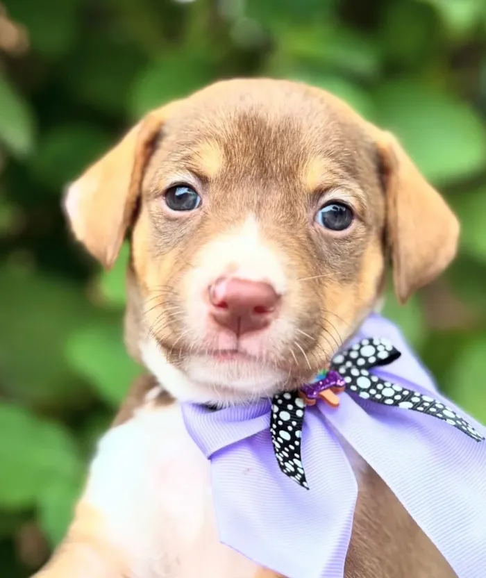 Evento de adoção de cães em São Paulo no Laicão - imagem 2
