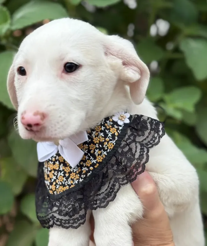 Evento de adoção de cães em São Paulo no Laicão - imagem 4