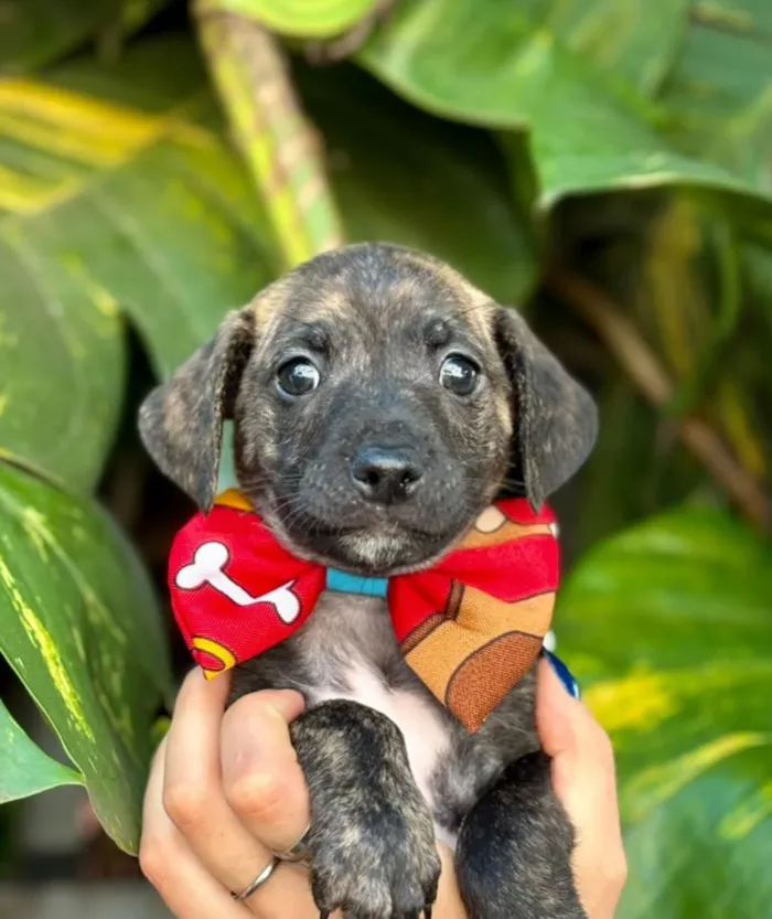 Evento de adoção de cães em São Paulo no Laicão - imagem 6