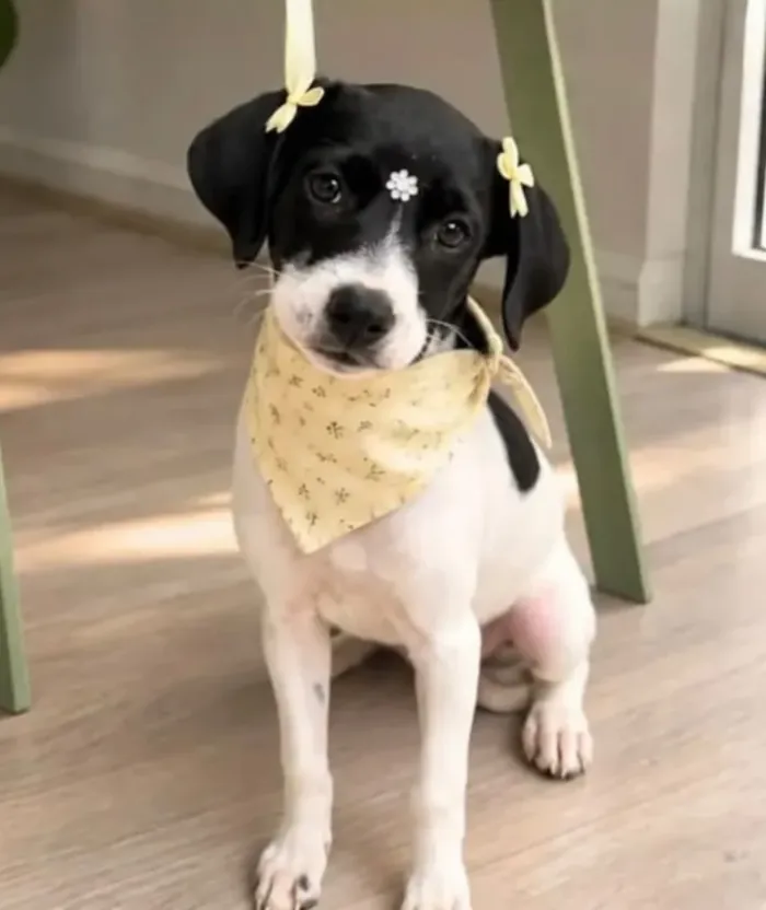 Evento de adoção de cães em São Paulo no Laicão - imagem 8