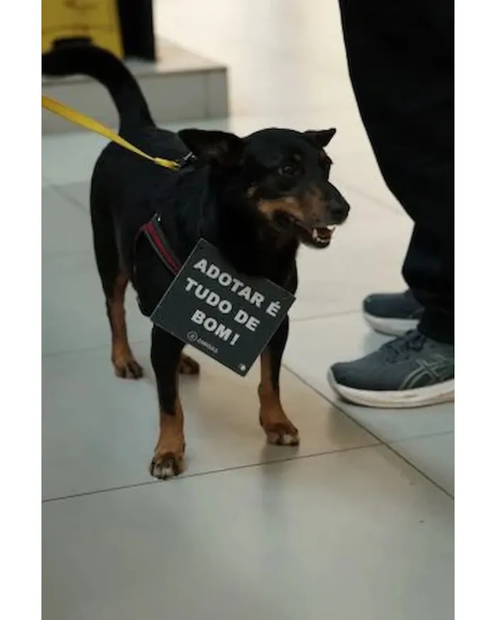Feiras de adoção de pets em Barueri em outubro - imagem 2